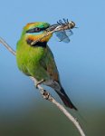 430 - BEE EATER WITH DRAGONFLY 7 - HORSNELL JENNI - australia